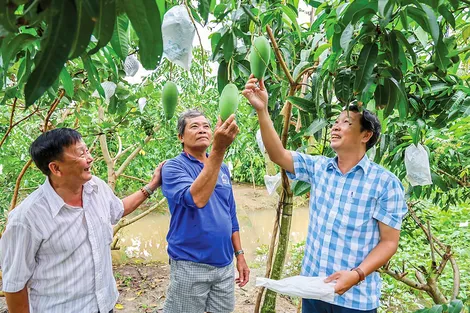 Xã Cù Lao Giêng phát triển cây ăn trái và du lịch sinh thái