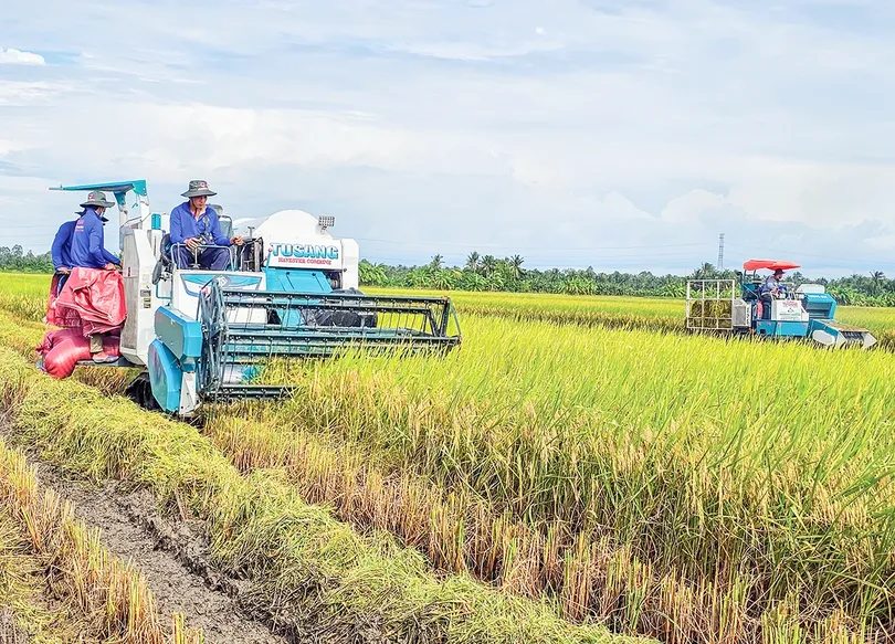 Thắt chặt liên kết giữa nông dân và doanh nghiệp để nâng cao chuỗi giá trị lúa gạo