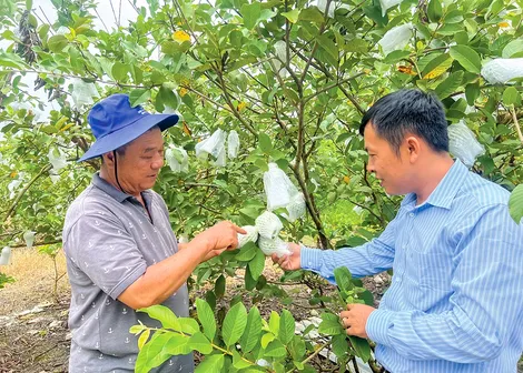 Cần Thơ có 29 hợp tác xã nông nghiệp thành lập mới