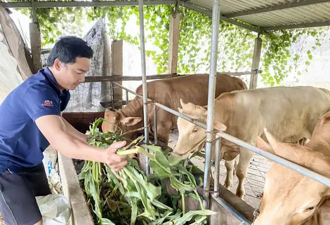 Phát triển ổn định với mô hình nuôi bò