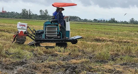 TP Cần Thơ xuống giống hơn 66.390ha lúa đông xuân