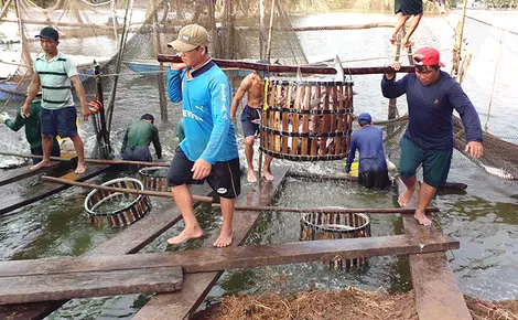 Tổng sản lượng nuôi và khai thác thủy sản đạt 633.018 tấn