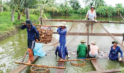 Nâng cao năng lực phòng, chống dịch bệnh trong nuôi trồng thủy sản