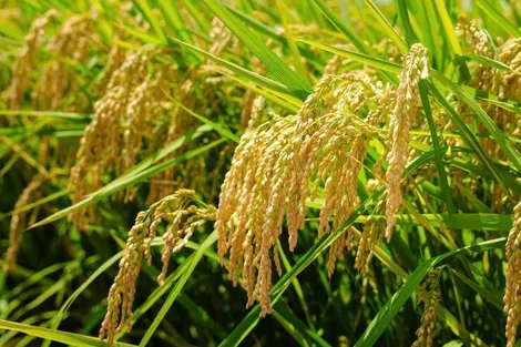 ĐBSCL đối mặt nhiều nguy cơ dịch hại vụ Thu Đông