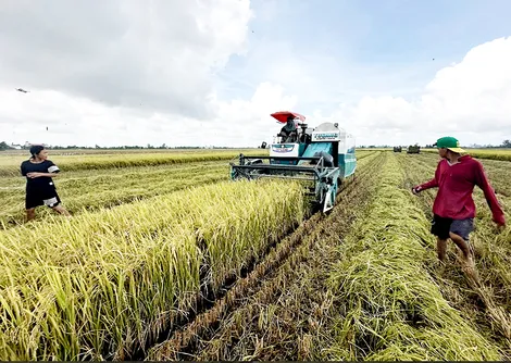 Cần Thơ nỗ lực “chuyển đổi kép” trong nông nghiệp