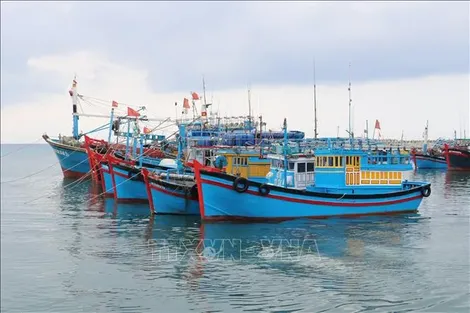 Bài cuối: Hành trình hồi sinh nguồn lợi từ biển