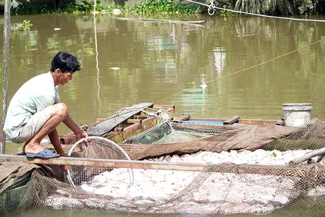 Xác định nguyên nhân cá chết hàng loạt tại lồng, bè thuộc xã Châu Thành và phường Hưng Phú