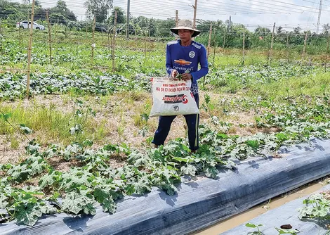Quản lý cỏ dại trong trồng trọt bằng các giải pháp thân thiện với môi trường