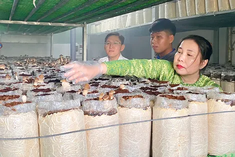 Giới thiệu mô hình trồng sản xuất nấm mối đen tại nông hộ