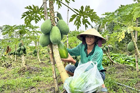 Liên kết trồng đu đủ ở xã Long Hưng - Hướng đi bền vững cùng doanh nghiệp