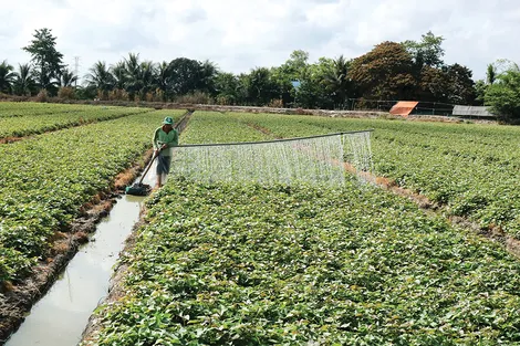 Nâng cao sức khỏe đất bằng các giải pháp tổng hợp