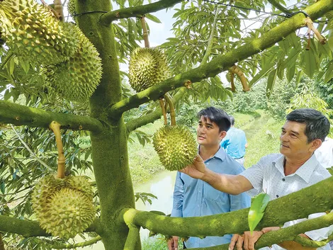 Hợp tác xã nông nghiệp ở TP Cần Thơ ngày càng lớn mạnh