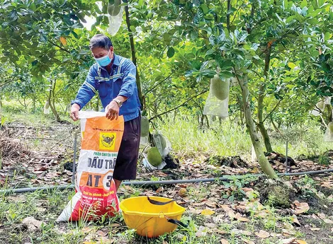 Giúp nhà vườn phòng tránh thiệt hại do ngập úng