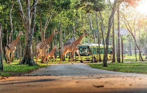 10 năm Vinpearl Safari Phú Quốc: Dấu ấn tiên phong của Safari bán hoang dã đầu tiên tại Việt Nam