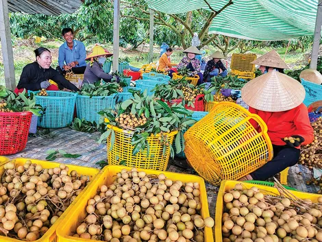 Xây dựng các vùng cây ăn trái chủ lực, sản xuất tập trung