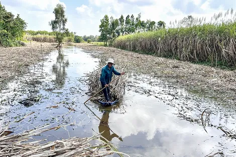 Giá mía giảm và kiến nghị kịp thời của địa phương