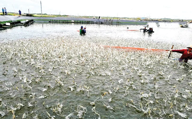 Ngành tôm vượt thắng