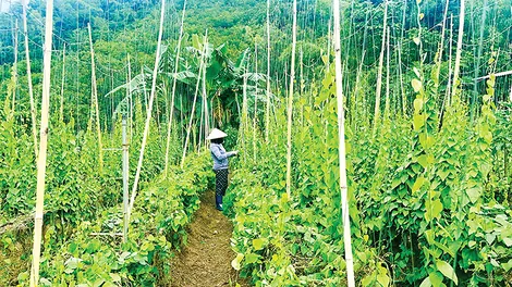 Hiệu quả mô hình trồng sâm lông, sâm trơn