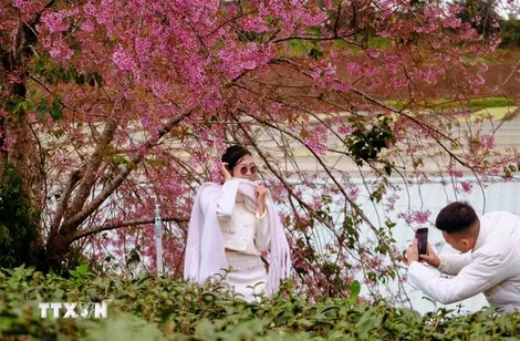 Lễ hội hoa mai anh đào Đà Lạt: Điểm đến mùa Xuân trên cao nguyên