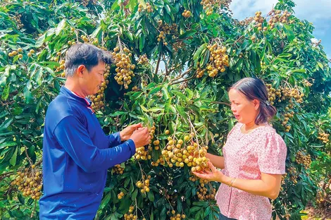 Hợp tác xã phát huy vai trò “bệ đỡ” cho nhà nông