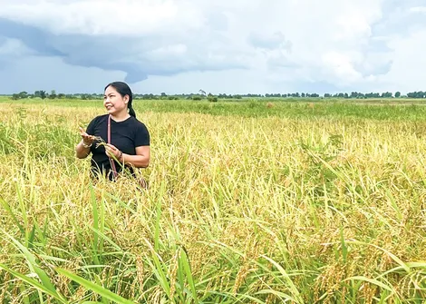 Lúa ST25 thích nghi hiệu quả trên đồng đất Tây Nguyên