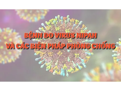 [INFOGRAPHICS] Bệnh do virus Nipah và các biện pháp phòng chống