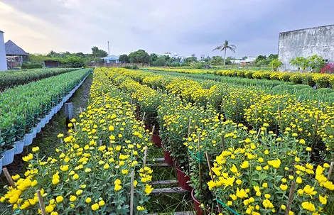 Sắc hoa ngày Tết