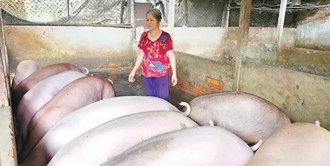 Nâng cao khả năng cung cấp các sản phẩm thịt, trứng phục vụ nhu cầu thị trường