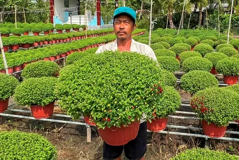 Hiệu quả từ mô hình trồng hoa Tết kết hợp trồng màu