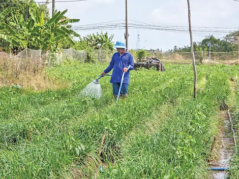 Nâng cao khả năng chống chịu của ngành Trồng trọt trước hạn mặn