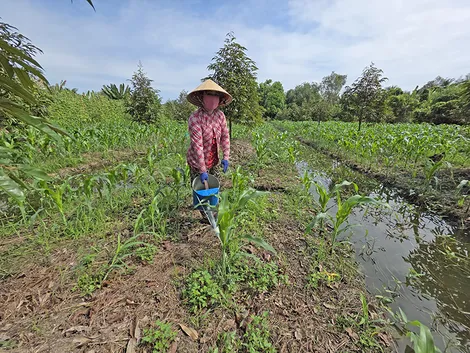 Nguồn nước phục vụ cho sản xuất nông nghiệp tại ĐBSCL thuận lợi hơn so với các năm trước