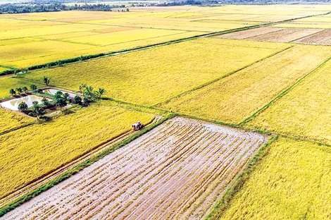 Đánh thức tiềm năng với 55.000ha lúa phát thải thấp