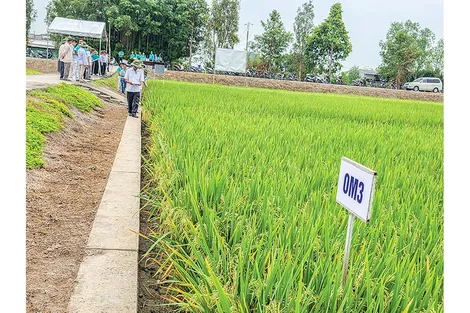 Nhiều triển vọng từ giống lúa mới