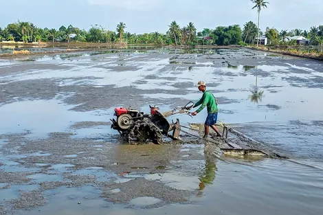 Cần Thơ có kế hoạch xuống giống vụ lúa hè thu 2026 hơn 272.00ha