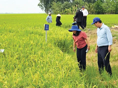 Cần Thơ nhân rộng mô hình trồng lúa chất lượng cao, phát thải thấp