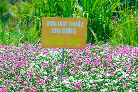 Những cánh đồng gieo mầm nhân ái