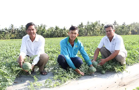 Trồng dưa hấu dưới chân ruộng cho thu nhập tốt