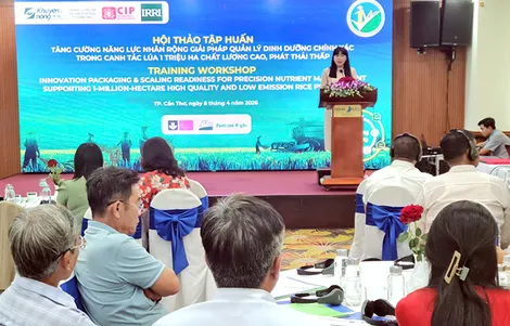 Tăng cường năng lực áp dụng và nhân rộng giải pháp quản lý dinh dưỡng chính xác cho canh tác lúa chất lượng cao