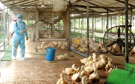 Tăng cường ứng dụng giống mới và tiến bộ kỹ thuật vào chăn nuôi