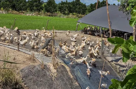 Hỗ trợ phát triển chăn nuôi gia súc gia cầm an toàn, bền vững