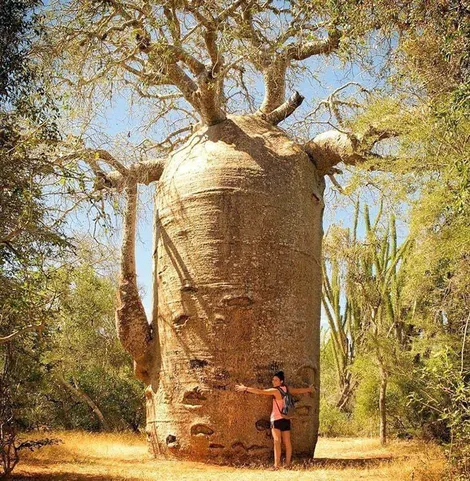 Cây bao báp cổ ở Madagascar lưu giữ 700 năm dữ liệu khí hậu