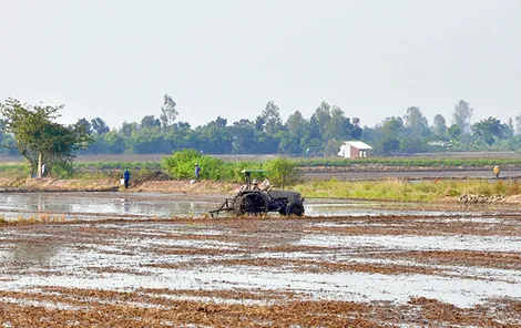 Cần Thơ khuyến cáo chuyển đổi trồng cây màu trên đất lúa kém hiệu quả, sử dụng ít nước trong mùa khô hạn