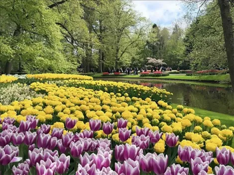 Hoa tulip - “sứ giả mùa Xuân” thúc đẩy kinh tế và du lịch Hà Lan