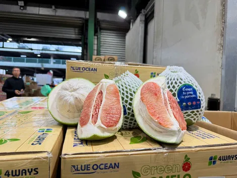 Lô bưởi Việt đầu tiên vào Úc là thành quả đàm phán và chuẩn hóa chất lượng