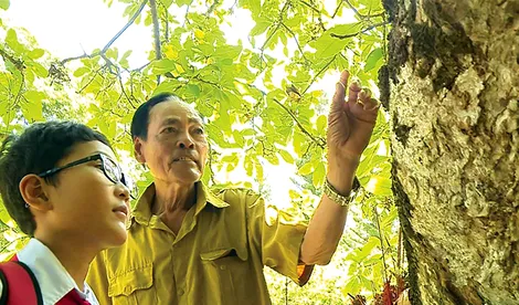 Cây di sản trong tâm thức dân gian