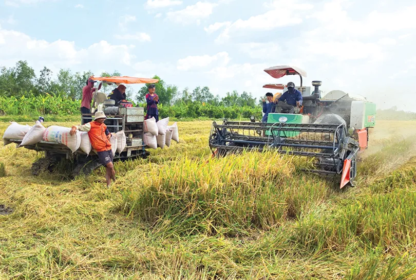 Cần giải pháp đồng bộ để lúa gạo có đầu ra thuận lợi, nông dân thu nhập ổn định