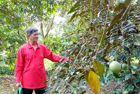 Xây dựng nông thôn mới ở Cần Thơ: Quyết tâm bứt phá ngay từ năm khởi động