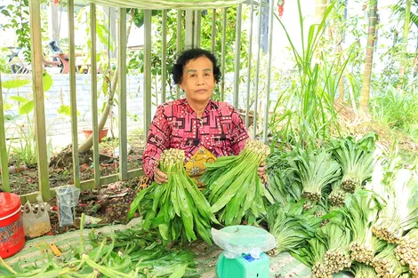 ដាំ​ជី​បន្លា​ឆ្លាស់​គ្នា​ក្នុង​ចម្ការ​រុក្ខ​ជាតិ​ហូប​ផ្លែ​ផ្តល់​ចំ​ណូល​ខ្ពស់