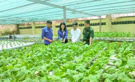 Màu xanh giữa vùng... đất khó