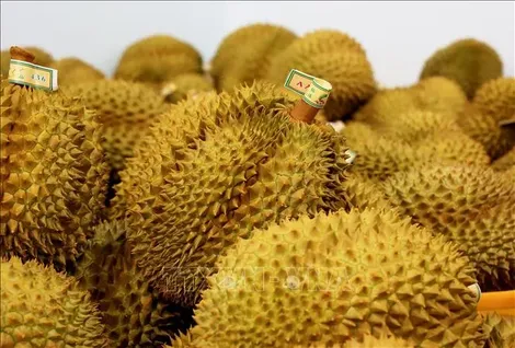 26/34 tỉnh thành triển khai Hệ thống truy xuất nguồn gốc nông sản
